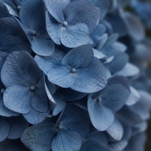 Blue hydrangea