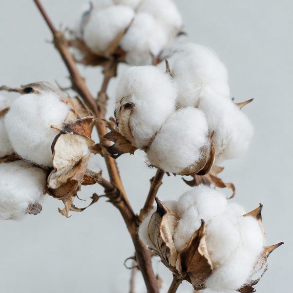 Raw cotton bolls